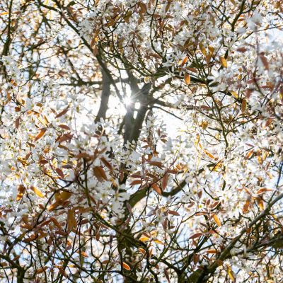  Allegheny Serviceberry