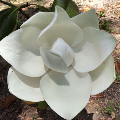  D.D. Blanchard Magnolia