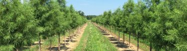 Newly planted trees. Eller Trees, LLC