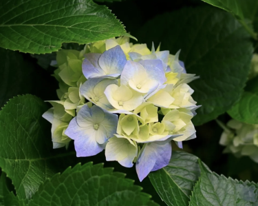 Myers cove nursery photo. Myers Cove Nursery, Inc