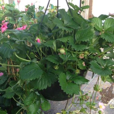 Triple b nursery photo. Triple B Nursery