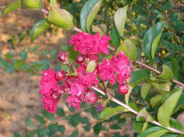 Flowers at Wanamaker nursery. Wanamaker Nursery, Inc.
