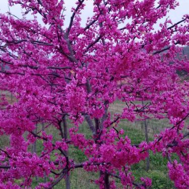 Tree with purple flowers. Wilcher's Nursery, LLC