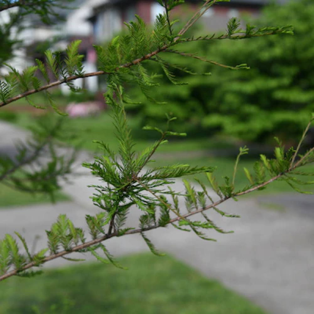 Close up of a tree branch. What the Different Planned Sections of Shelby Avenue Arboretum Mean for Nashville