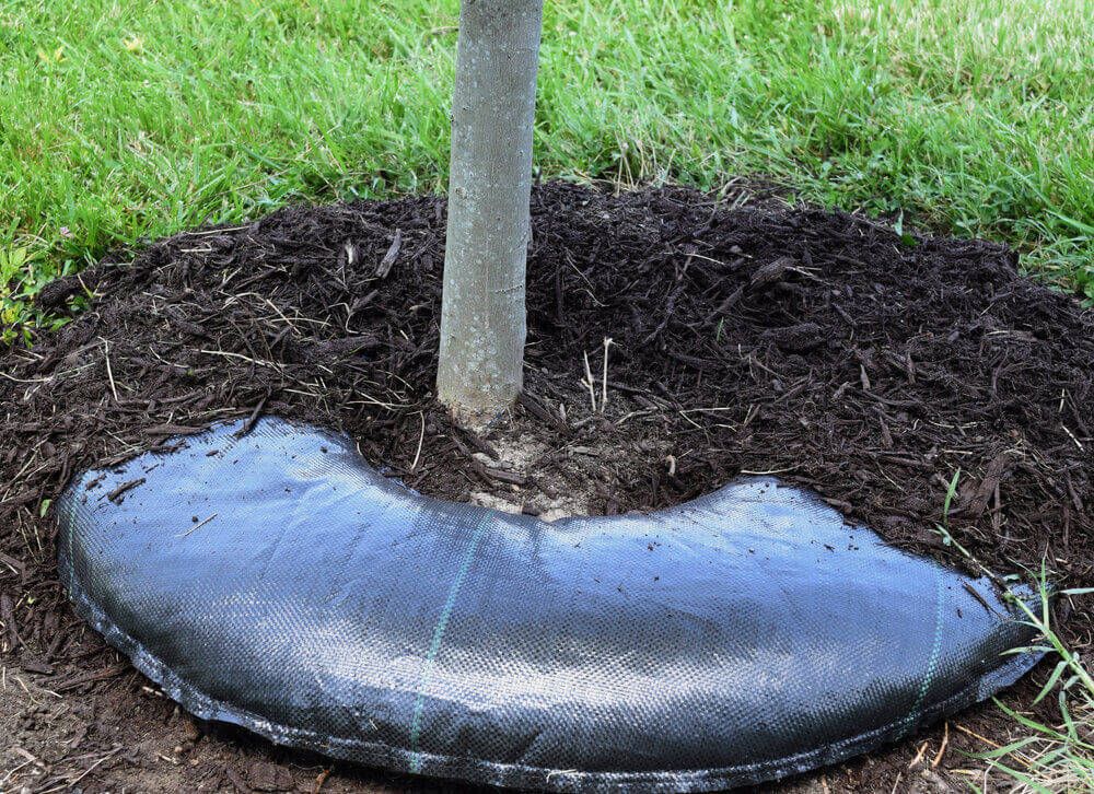 Tree diaper around a tree. Tree Diapers: What Are They and How Have They Helped the Arboretum?