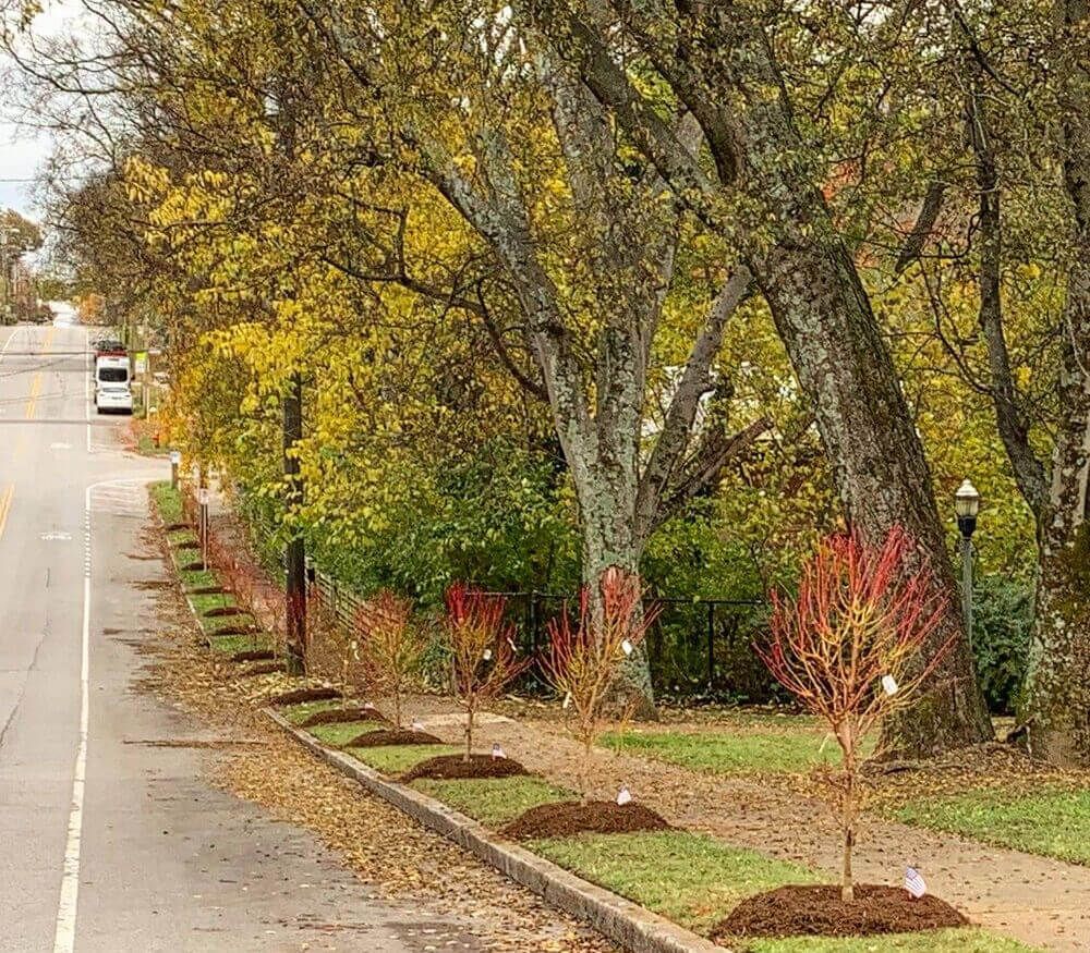 Newly planted trees on a street. How the Shelby Ave. Arboretum Will Be Maintained and Thrive