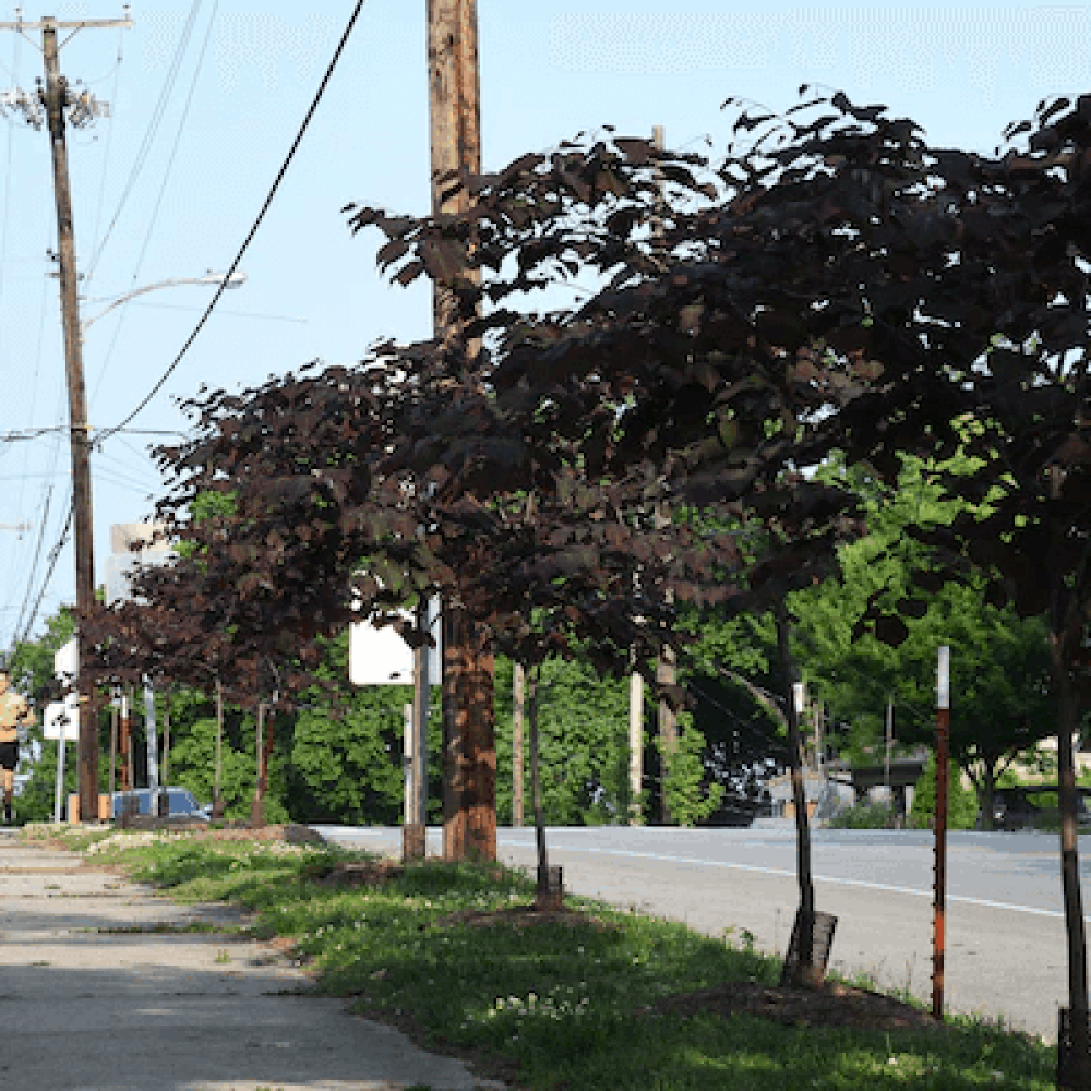 A Step-By-Step Experience of the Shelby Avenue Arboretum From S. 7th St. to Shelby Park