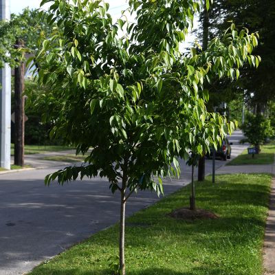  Alley Cat Redbud