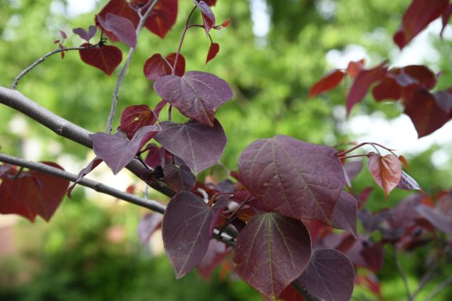  Alley Cat Redbud
