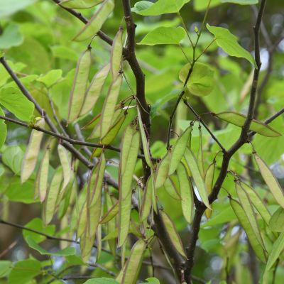  Typical Eastern Redbud
