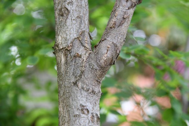 Purple Robe Black Locust | Shelby Arboretum