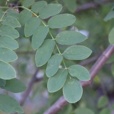Shelby Arboretum | List of Trees