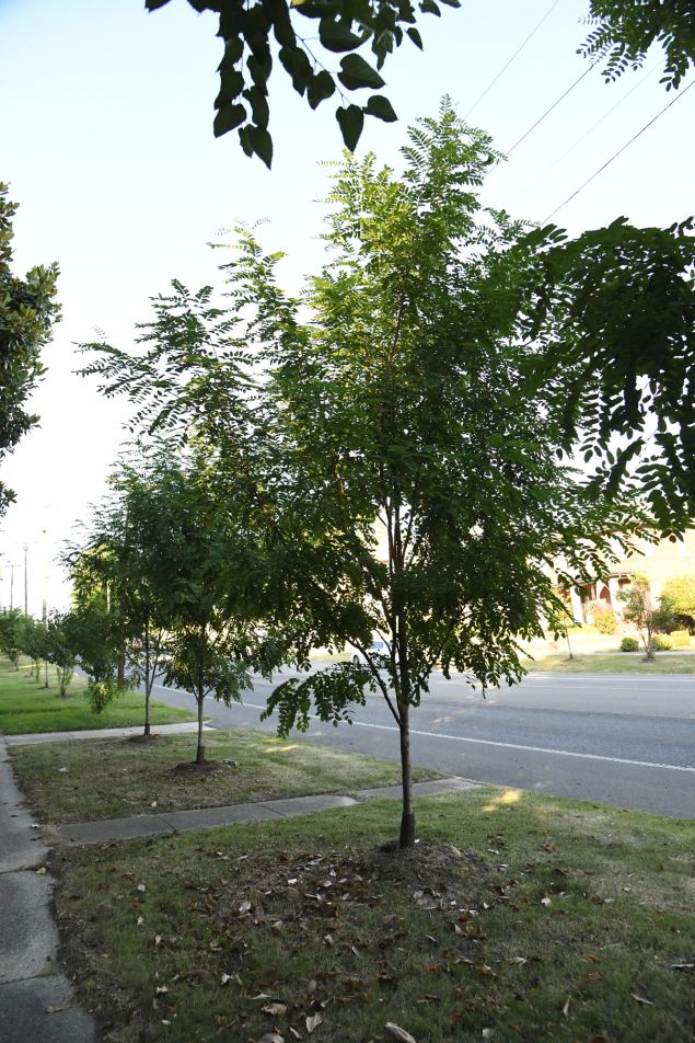 Purple Robe Black Locust | Shelby Arboretum