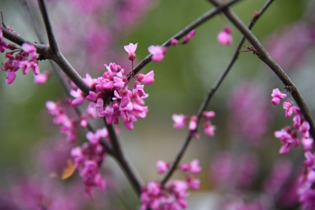 Flame Thrower® Redbud | Shelby Arboretum