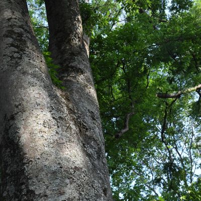 Hackberry | Shelby Arboretum