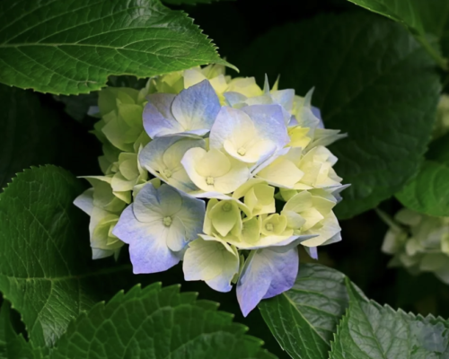 Myers Cove Nursery, Inc