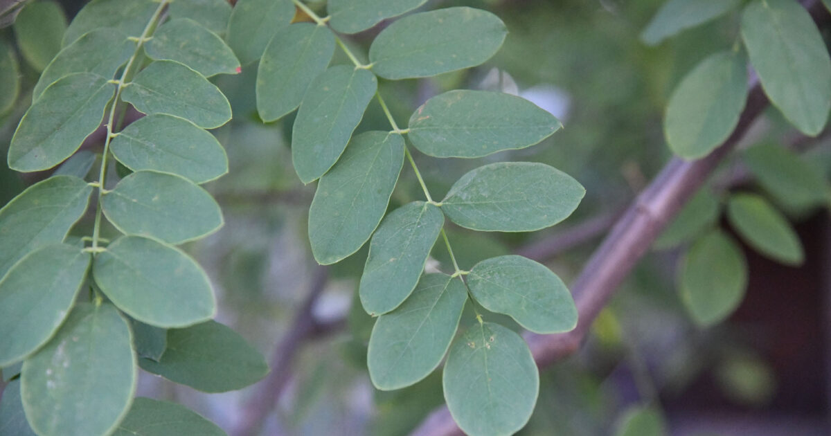 Purple Robe Black Locust | Shelby Arboretum
