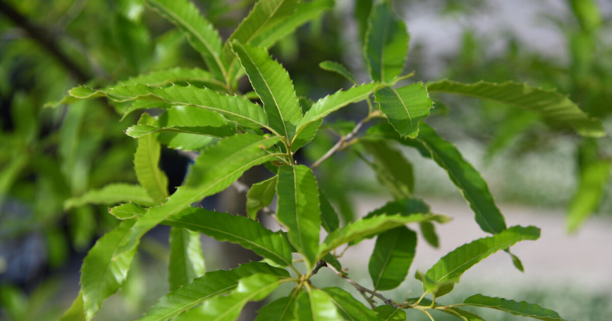 Cutis Tree Sawtooth Oak | Shelby Arboretum